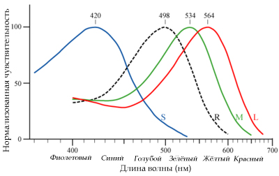 Средние нормализованные спектральные характеристики чувствительности цветовых рецепторов человека — колбочек. Пунктиром показана чувствительность палочек — рецепторов сумеречного зрения